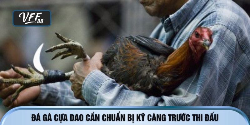 Đá gà cựa dao cần chuẩn bị kỹ càng trước thi đấu