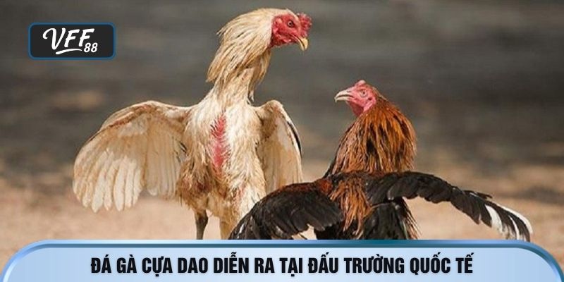 Đá gà cựa dao diễn ra tại đấu trường quốc tế