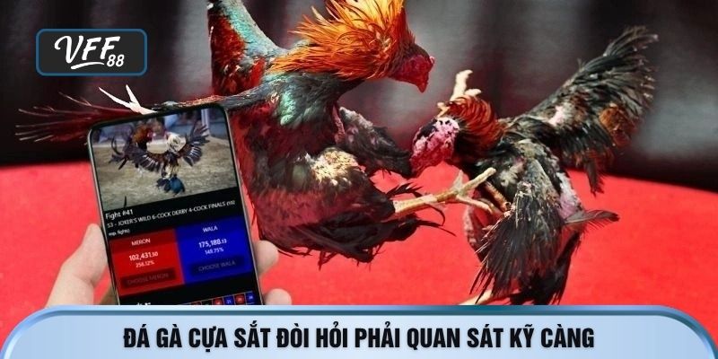 Đá gà cựa sắt đòi hỏi phải quan sát kỹ càng