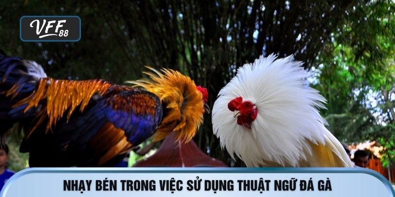 Nhạy bén trong việc sử dụng thuật ngữ đá gà
